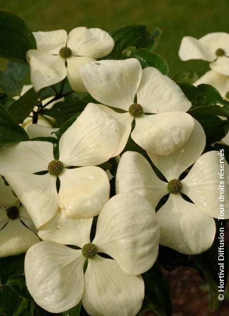 © Hortival Diffusion - Tous droits réservés