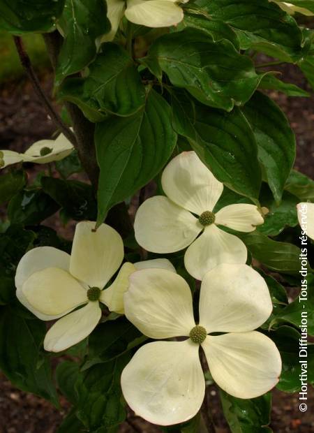 © Hortival Diffusion - Tous droits réservés