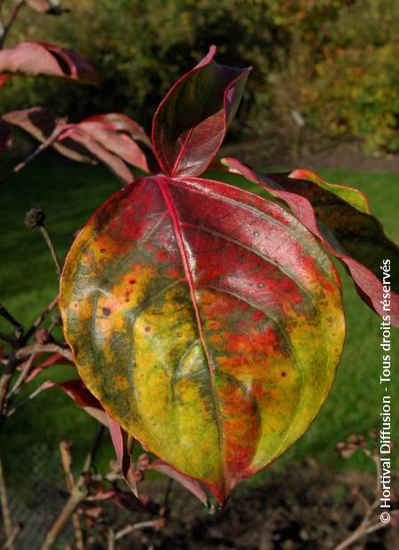 © Hortival Diffusion - Tous droits réservés