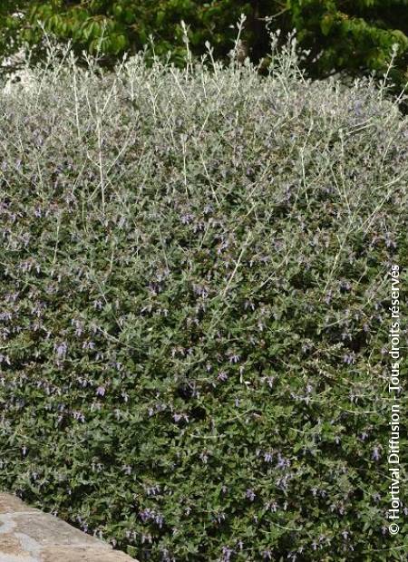 © Hortival Diffusion - Tous droits réservés