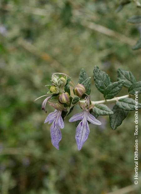 © Hortival Diffusion - Tous droits réservés