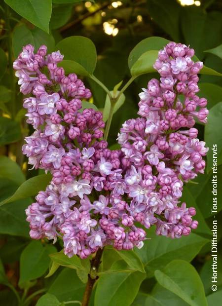 © Hortival Diffusion - Tous droits réservés