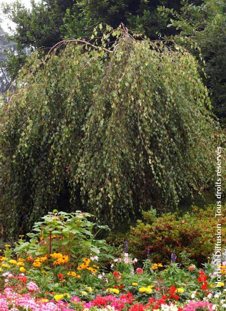 © Hortival Diffusion - Tous droits réservés