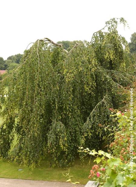 © Hortival Diffusion - Tous droits réservés