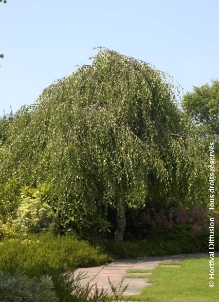 © Hortival Diffusion - Tous droits réservés