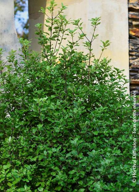 © Hortival Diffusion - Tous droits réservés