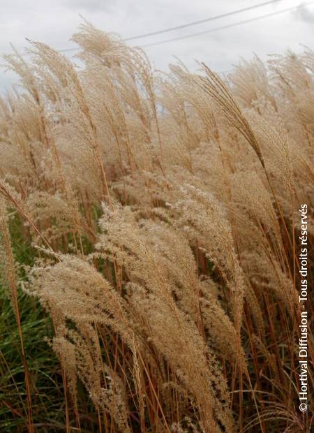 © Hortival Diffusion - Tous droits réservés