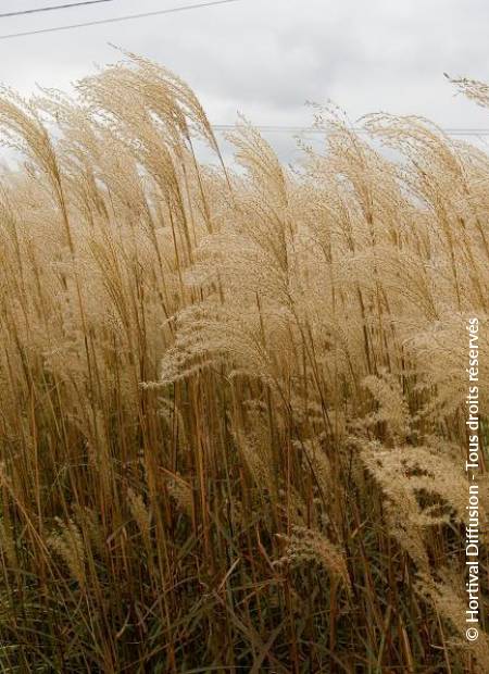 © Hortival Diffusion - Tous droits réservés