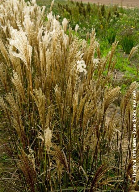 © Hortival Diffusion - Tous droits réservés