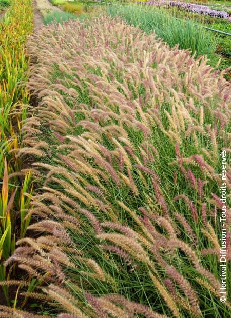 © Hortival Diffusion - Tous droits réservés