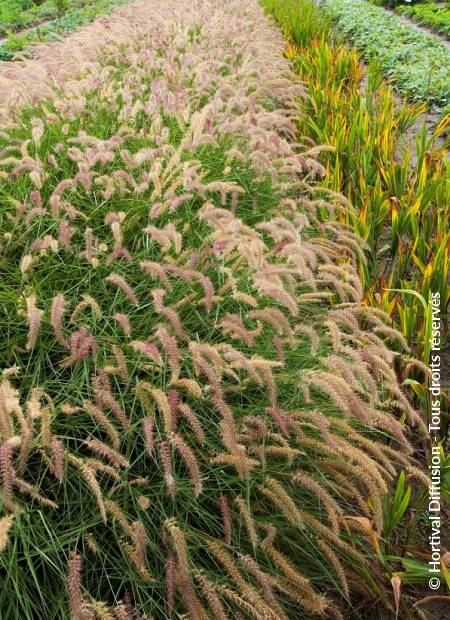 © Hortival Diffusion - Tous droits réservés