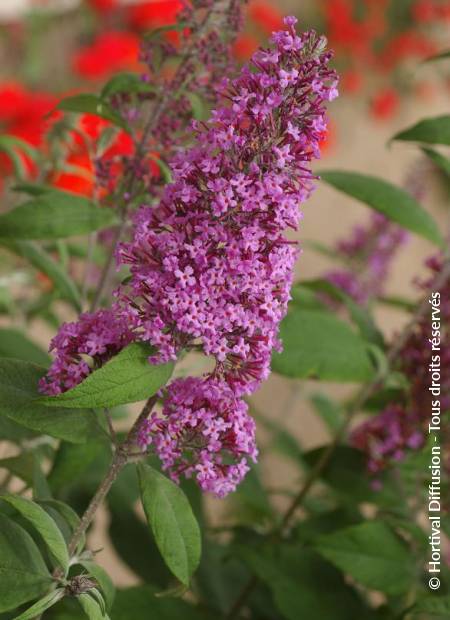 © Hortival Diffusion - Tous droits réservés