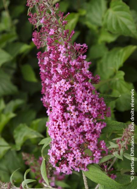 © Hortival Diffusion - Tous droits réservés