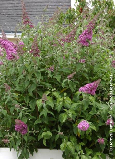 © Hortival Diffusion - Tous droits réservés