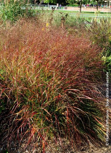 © Hortival Diffusion - Tous droits réservés