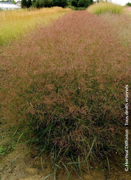 © Hortival Diffusion - Tous droits réservés