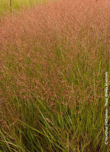 © Hortival Diffusion - Tous droits réservés