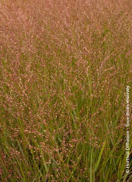 © Hortival Diffusion - Tous droits réservés