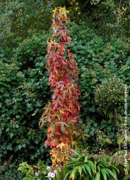 © Hortival Diffusion - Tous droits réservés