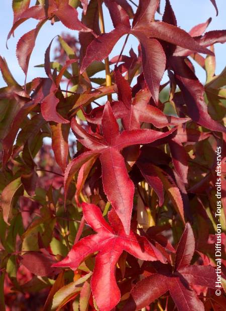 © Hortival Diffusion - Tous droits réservés