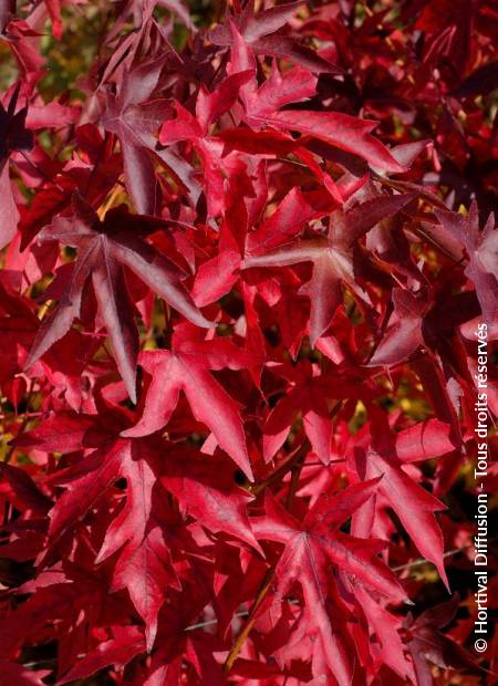 © Hortival Diffusion - Tous droits réservés