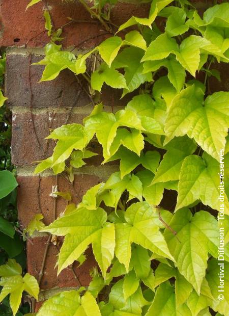 © Hortival Diffusion - Tous droits réservés