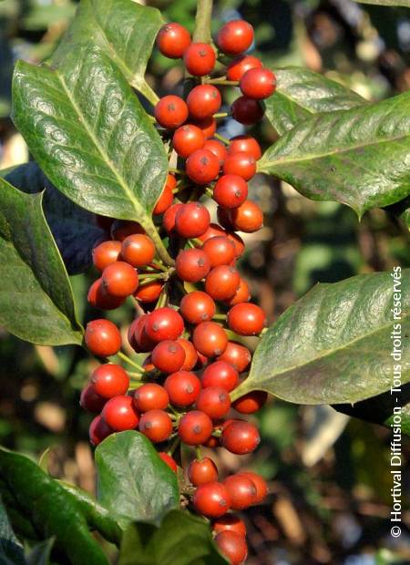 © Hortival Diffusion - Tous droits réservés