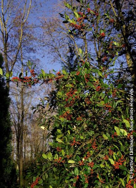 © Hortival Diffusion - Tous droits réservés