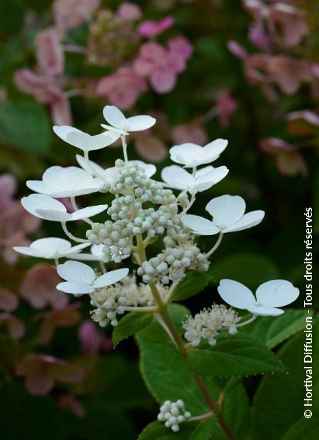 © Hortival Diffusion - Tous droits réservés