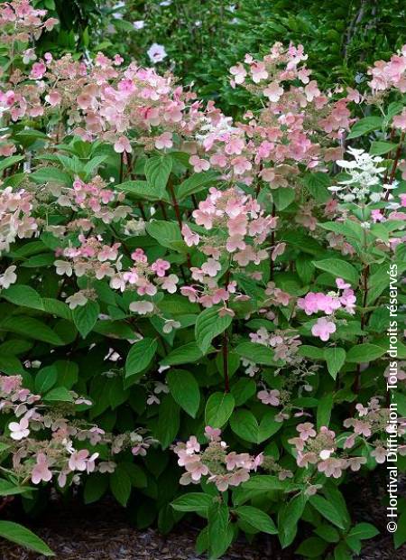 © Hortival Diffusion - Tous droits réservés