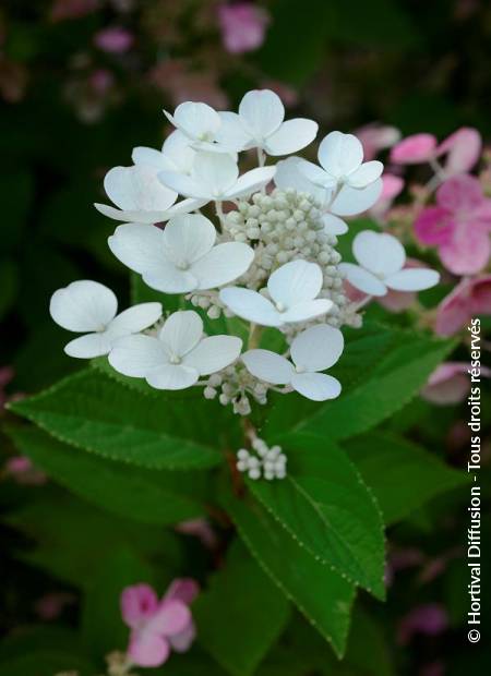 © Hortival Diffusion - Tous droits réservés