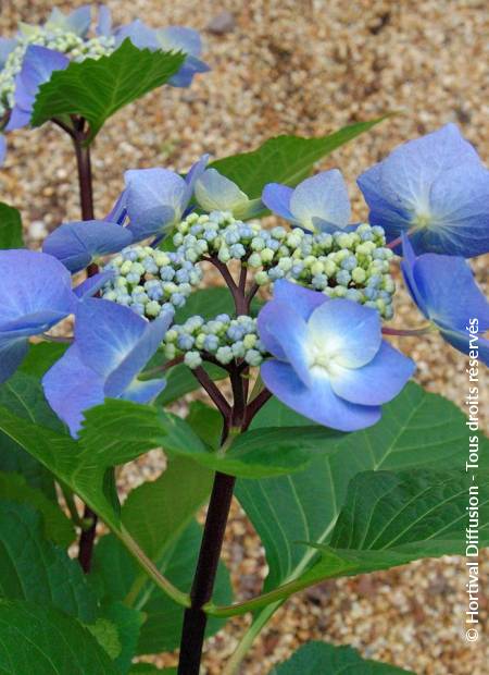 © Hortival Diffusion - Tous droits réservés