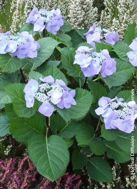 © Hortival Diffusion - Tous droits réservés