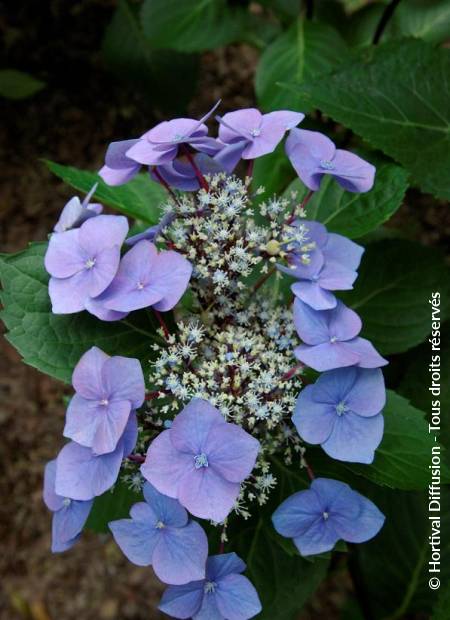 © Hortival Diffusion - Tous droits réservés