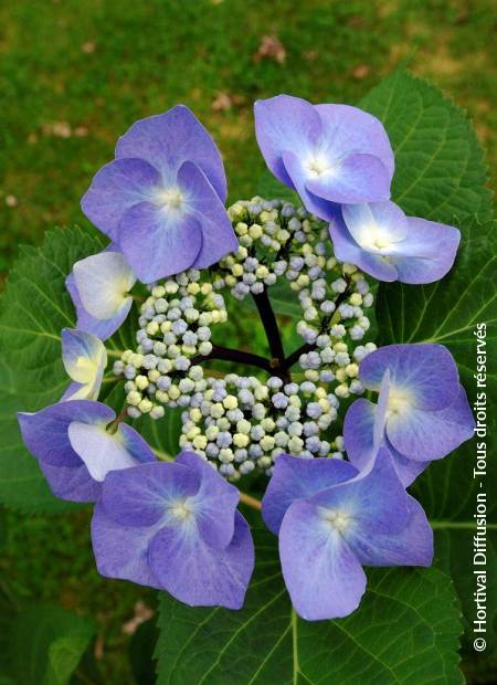 © Hortival Diffusion - Tous droits réservés