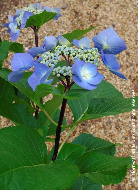 © Hortival Diffusion - Tous droits réservés