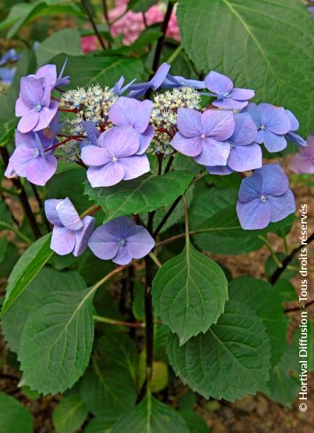 © Hortival Diffusion - Tous droits réservés