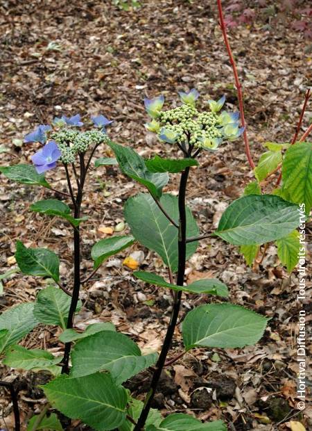 © Hortival Diffusion - Tous droits réservés