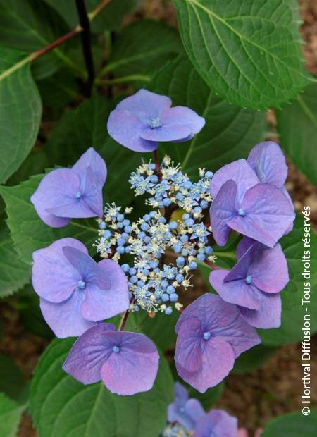 © Hortival Diffusion - Tous droits réservés