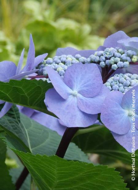 © Hortival Diffusion - Tous droits réservés