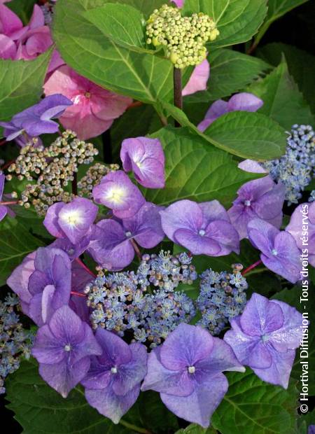 © Hortival Diffusion - Tous droits réservés