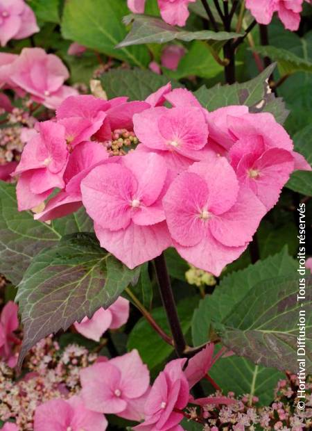 © Hortival Diffusion - Tous droits réservés