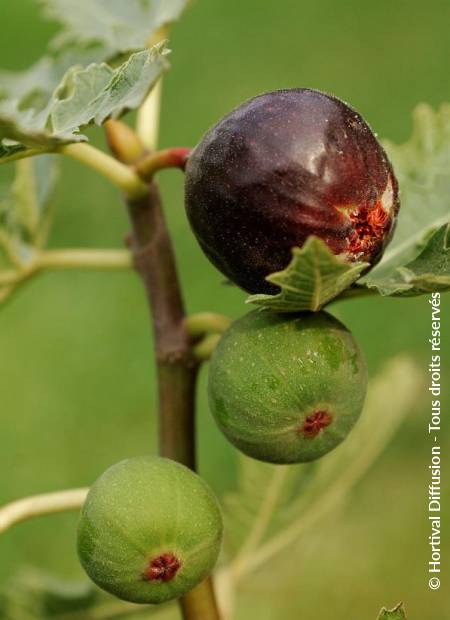 © Hortival Diffusion - Tous droits réservés