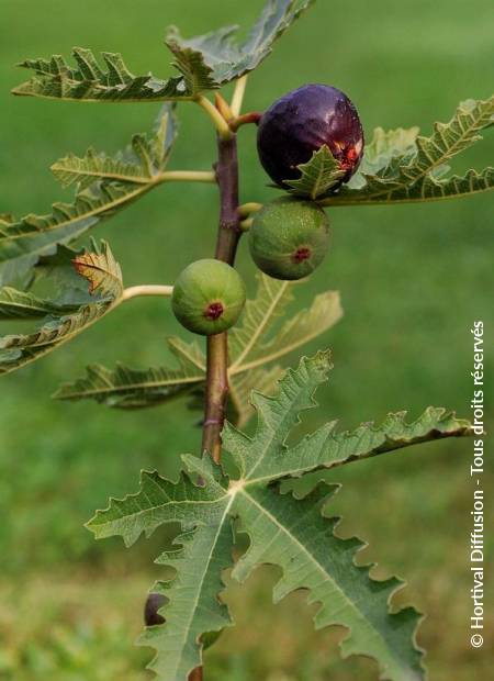 © Hortival Diffusion - Tous droits réservés