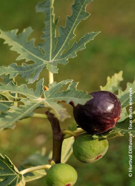 © Hortival Diffusion - Tous droits réservés