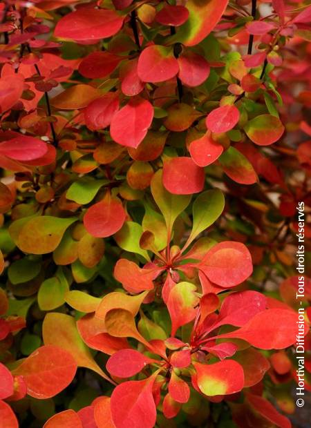 © Hortival Diffusion - Tous droits réservés