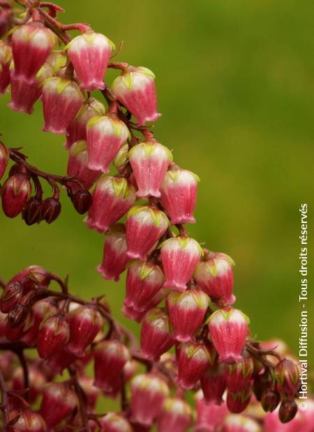 © Hortival Diffusion - Tous droits réservés