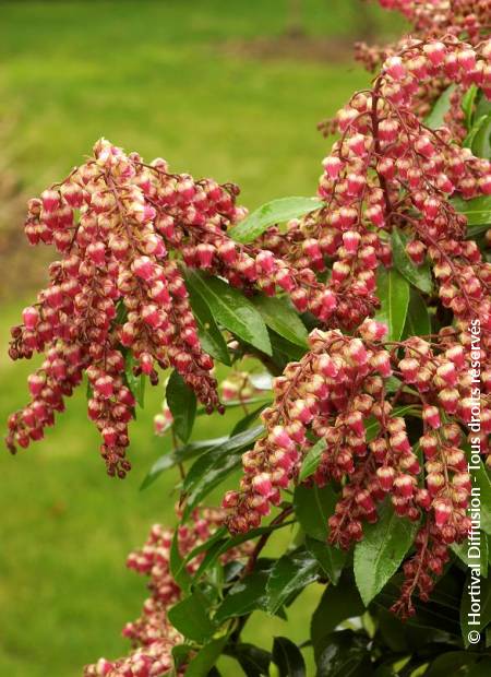 © Hortival Diffusion - Tous droits réservés