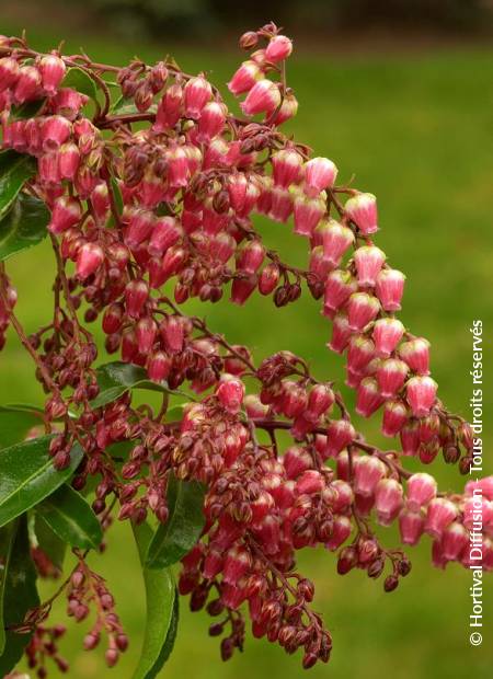 © Hortival Diffusion - Tous droits réservés