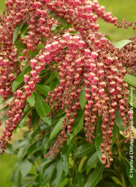 © Hortival Diffusion - Tous droits réservés